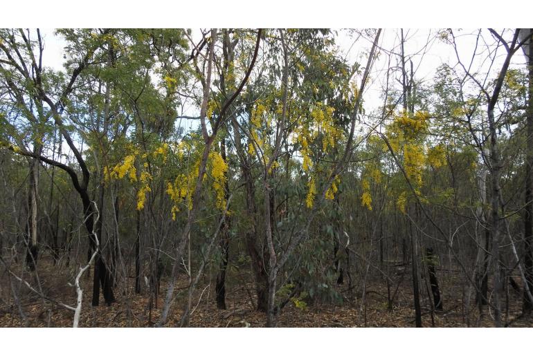 Acacia spectabilis -15663