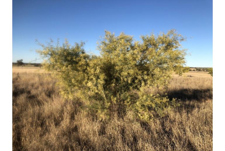 Acacia victoriae -15666