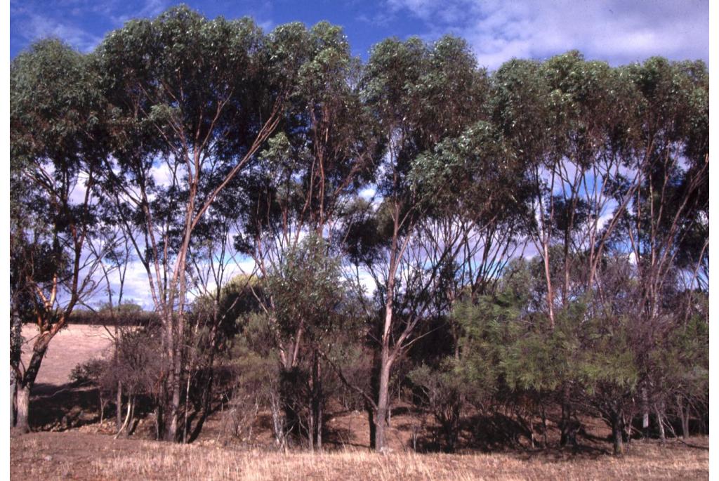 Zwartstammige Eucalyptus