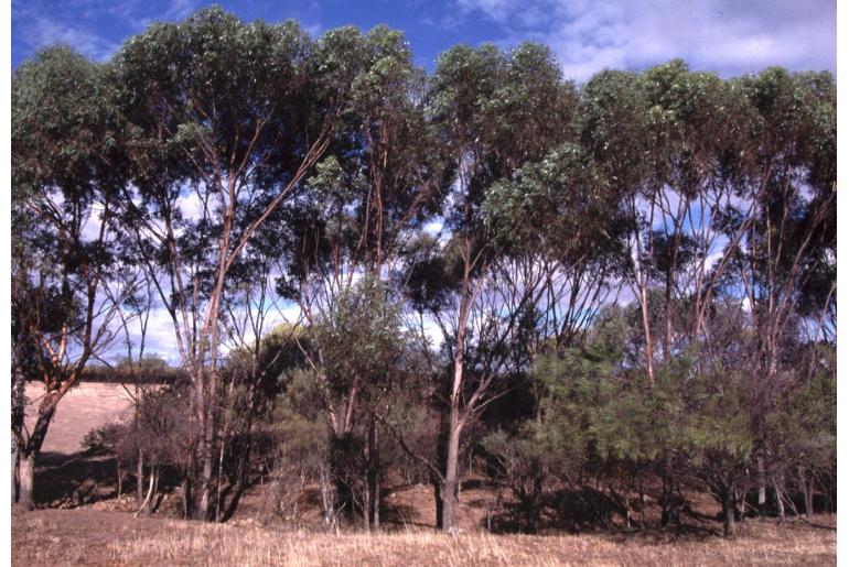 Eucalyptus arachnaea -15673