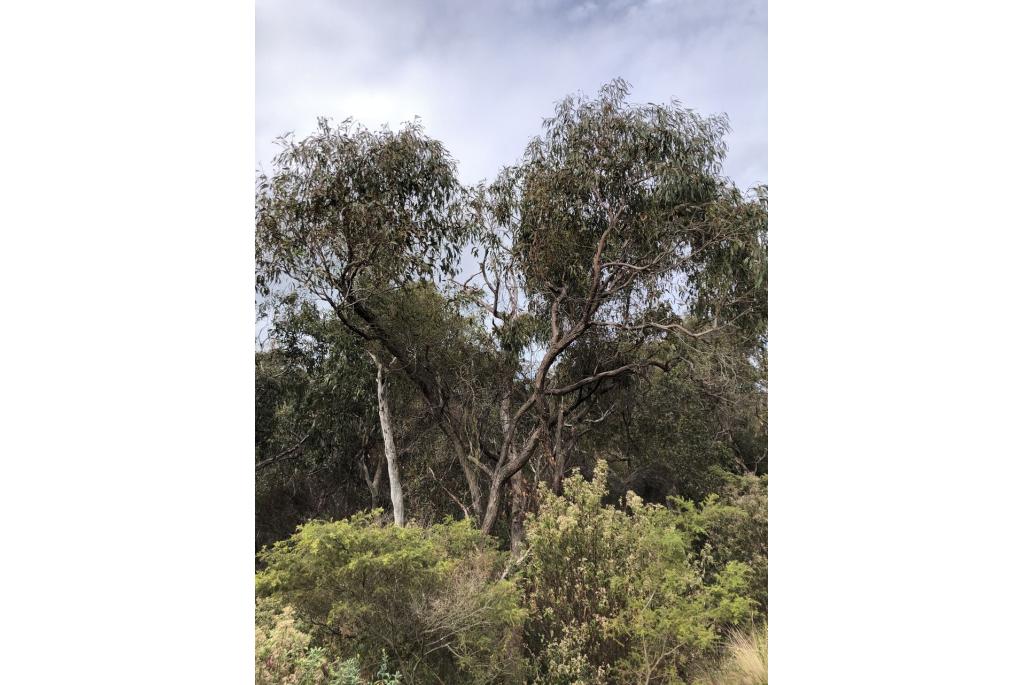 Creswick Eucalyptus