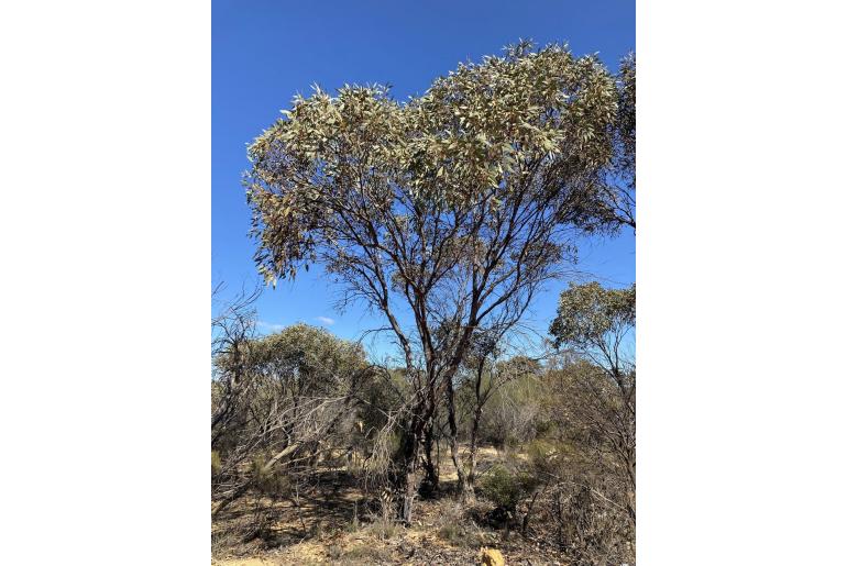 Eucalyptus burracoppinensis -15675