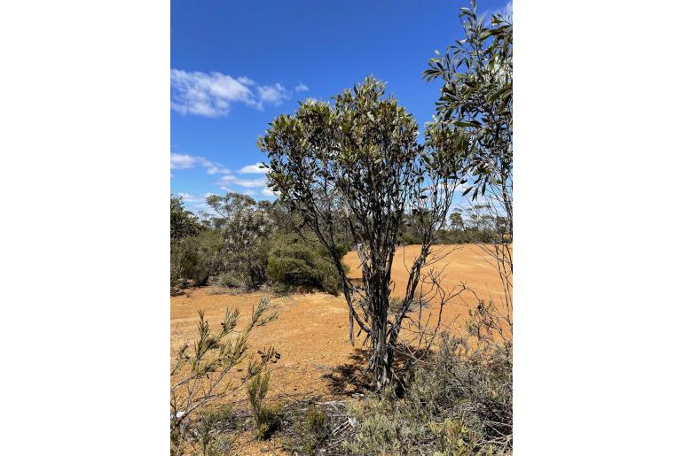 Eucalyptus forrestiana -15681