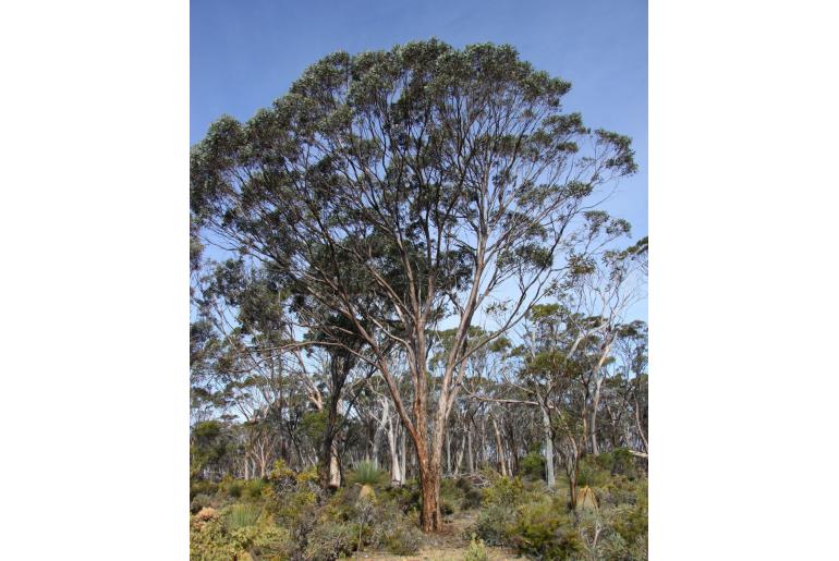 Eucalyptus gardneri -15682