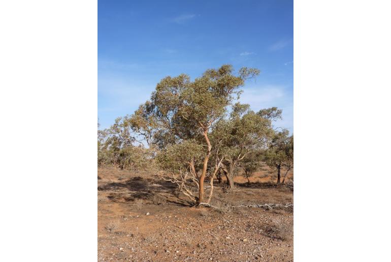 Eucalyptus gillii -15683