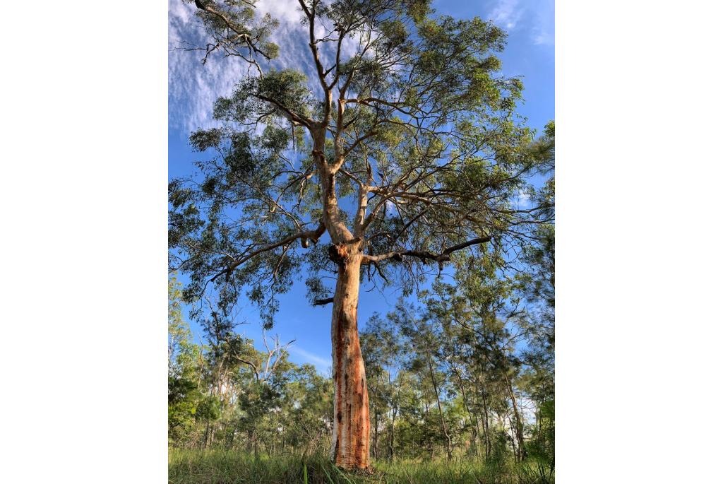 Eucalyptus met littekens op de schors