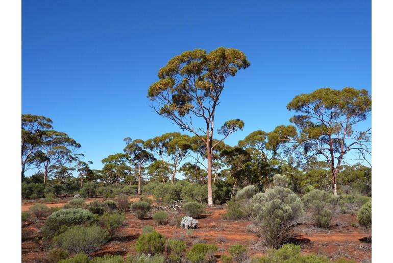 Eucalyptus salmonophloia -15685