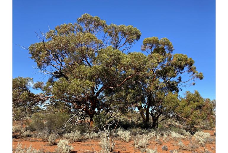 Eucalyptus salubris -15686