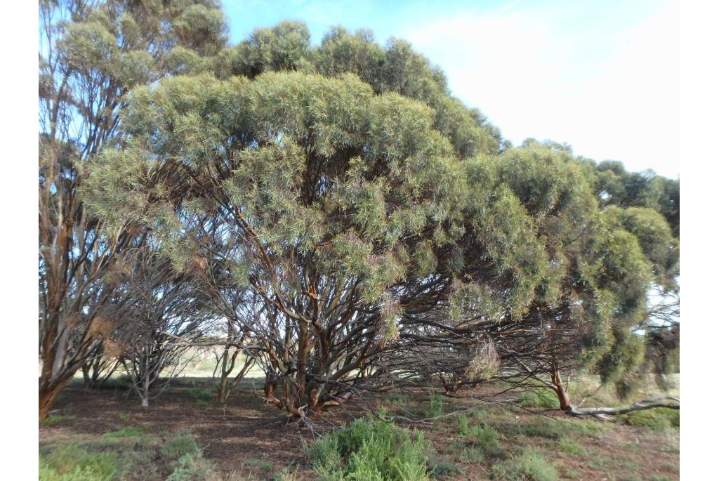 Spatel-vormige bloemknoppen Eucalyptus