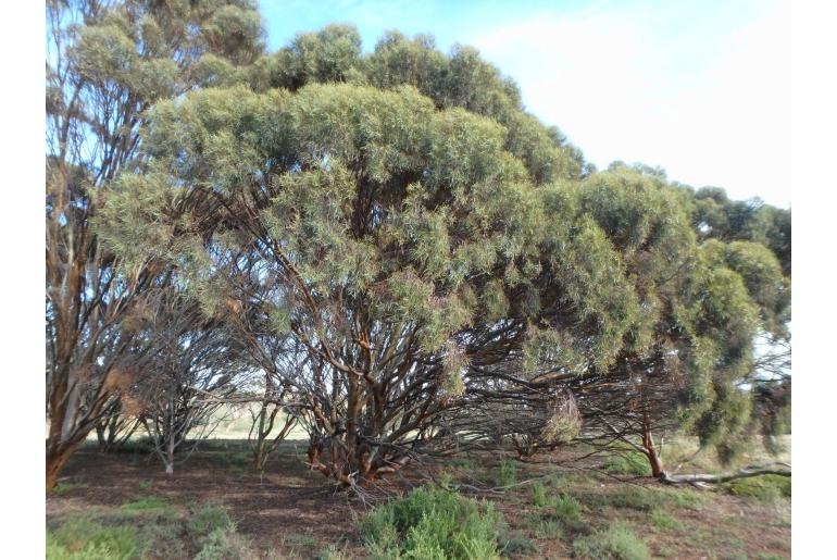 Eucalyptus spathulata -15687