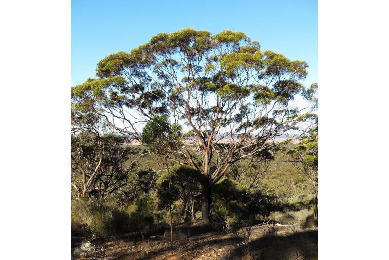 Eucalyptus torquata -15689