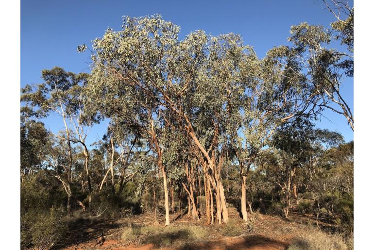 Eucalyptus woodwardii -15691