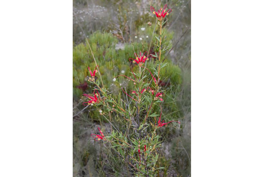 Grevillea met drie onderdelen