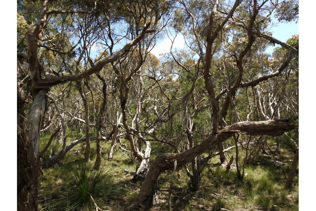 Knoestige melaleuca