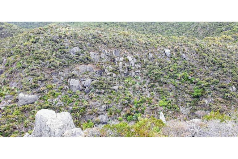 Xanthorrhoea semiplana ssp tateana -15705