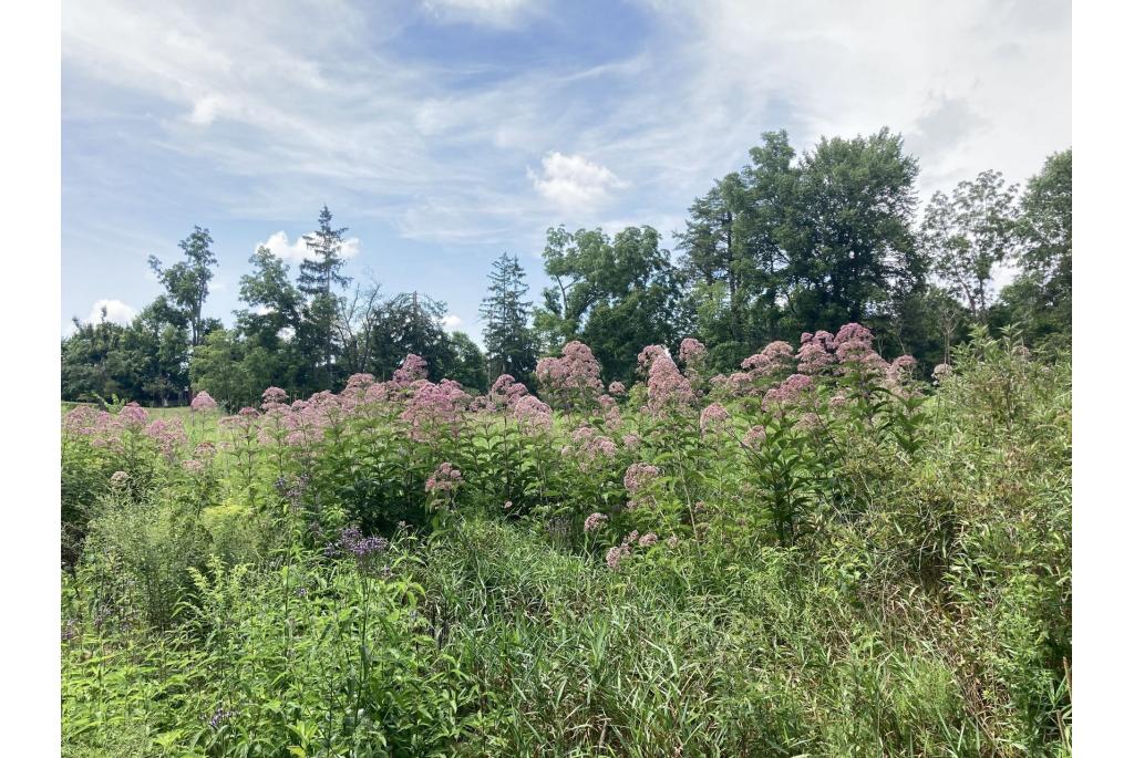 Trompettweed holle Eutrochium