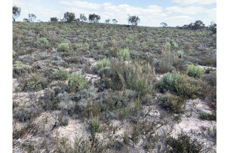 Banksia ornata -15715