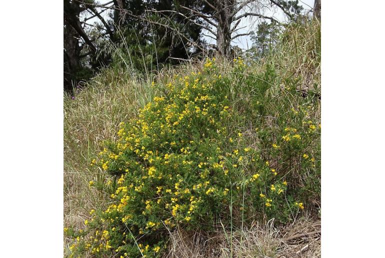 Senna aciphylla -15716