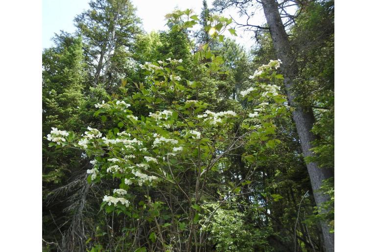 Viburnum trilobum -15735