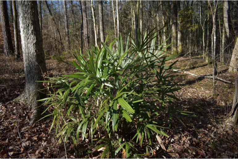 Rhapidophyllum hystrix -15736