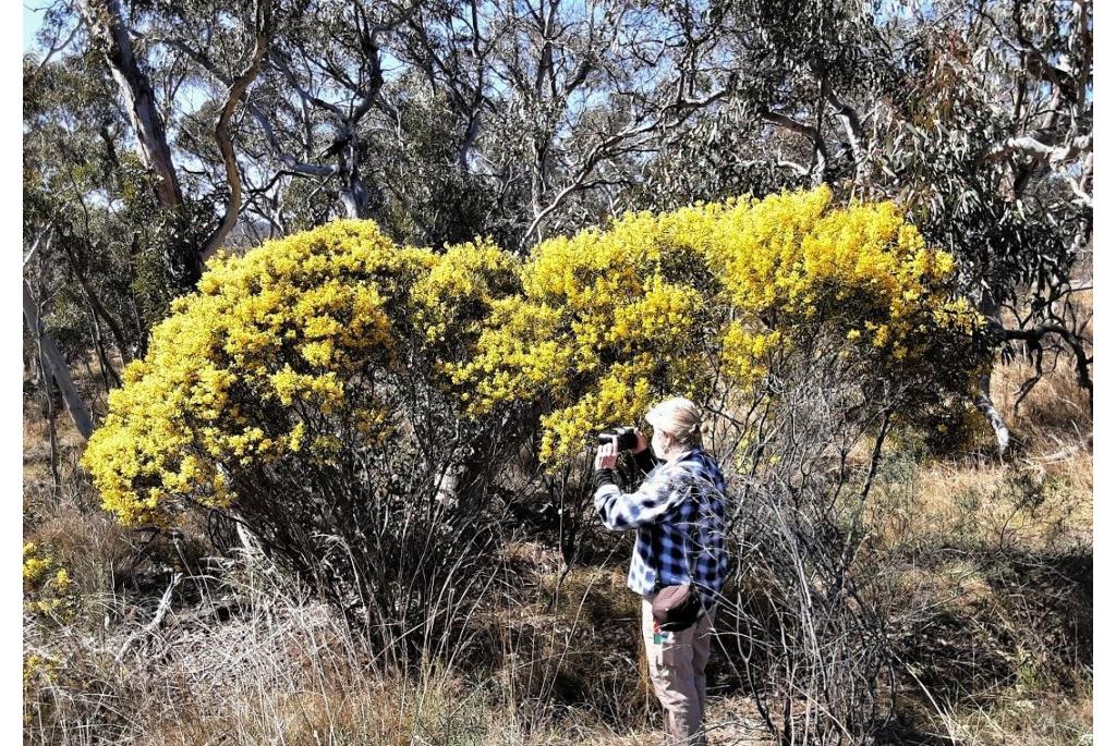 Tafelberg acacia