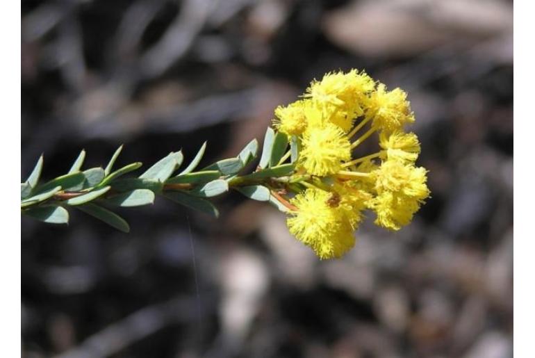 Acacia camptoclada -15754