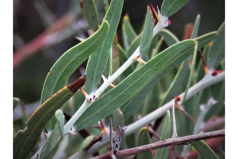 Acacia dempsteri -15761