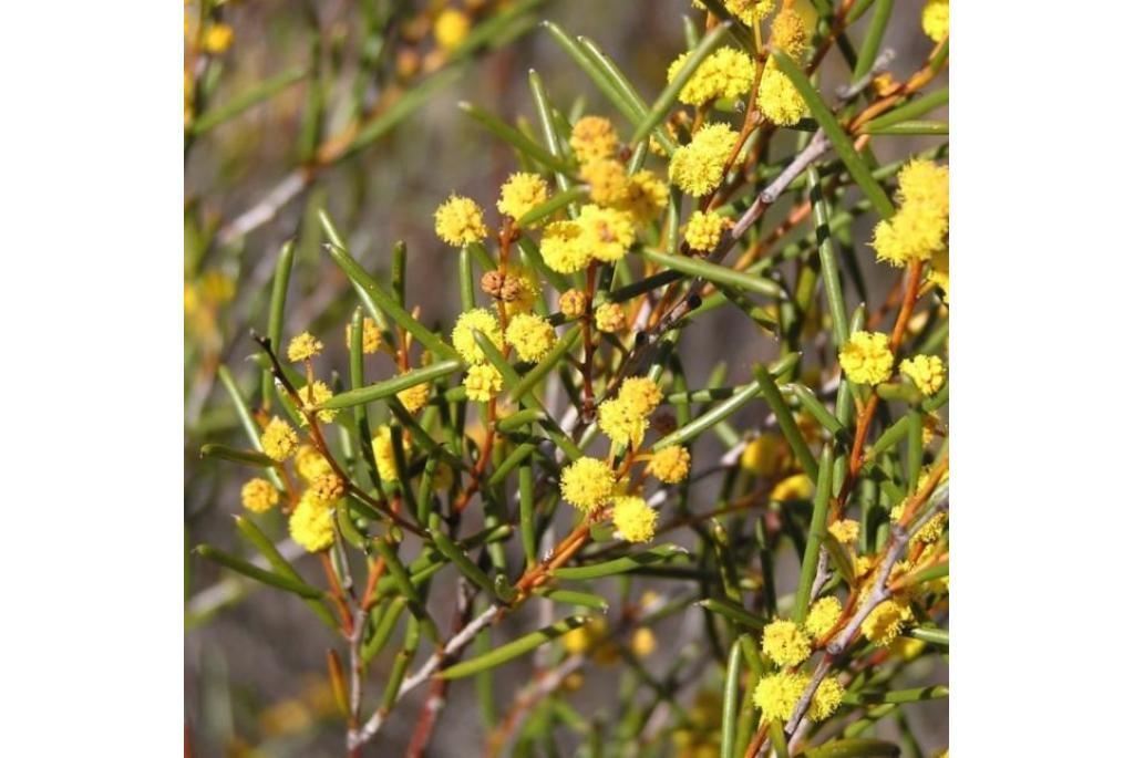 Nerfloze acacia