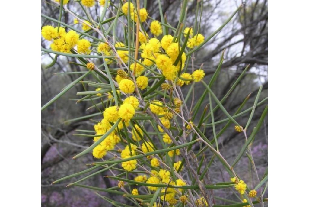 Bloodgestelde Nerfloze acacia