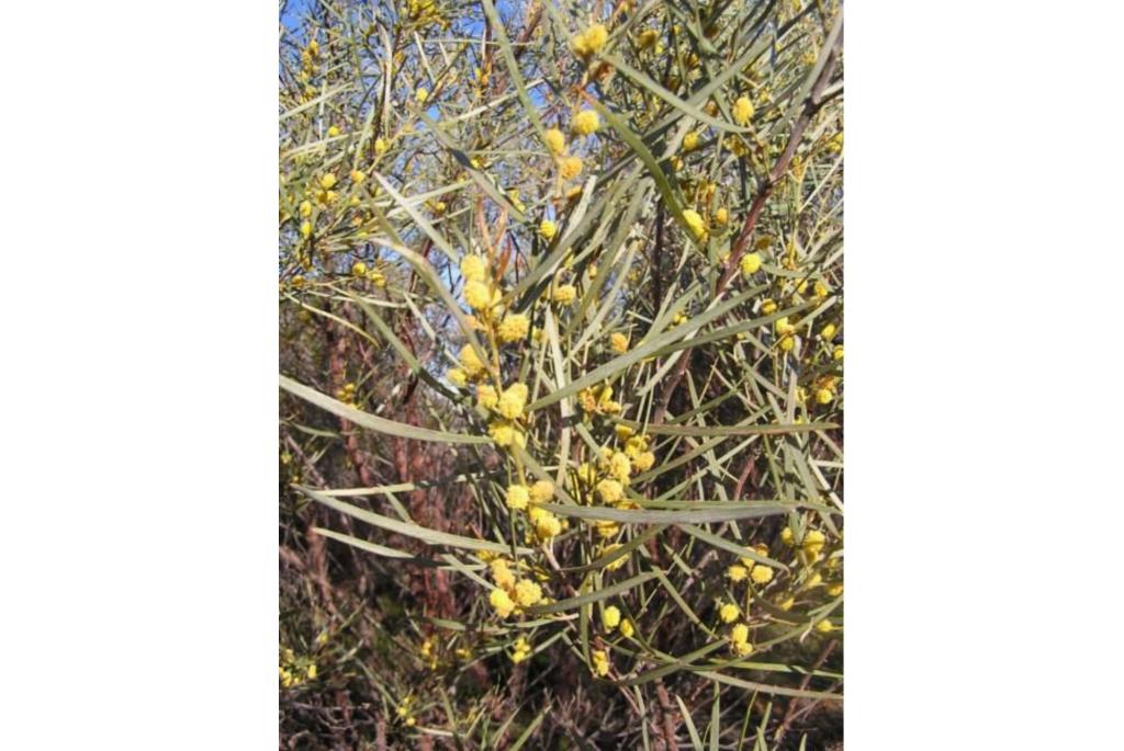 Zomerregen acacia