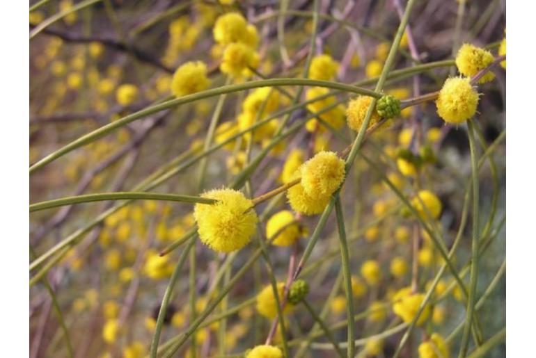 Acacia filifolia -15768