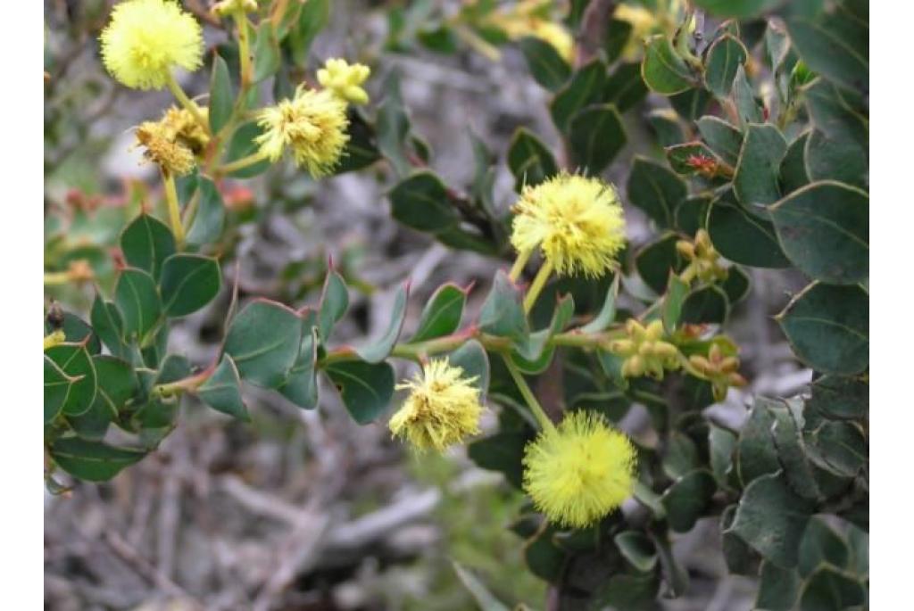 Verschillend gekleurde acacia