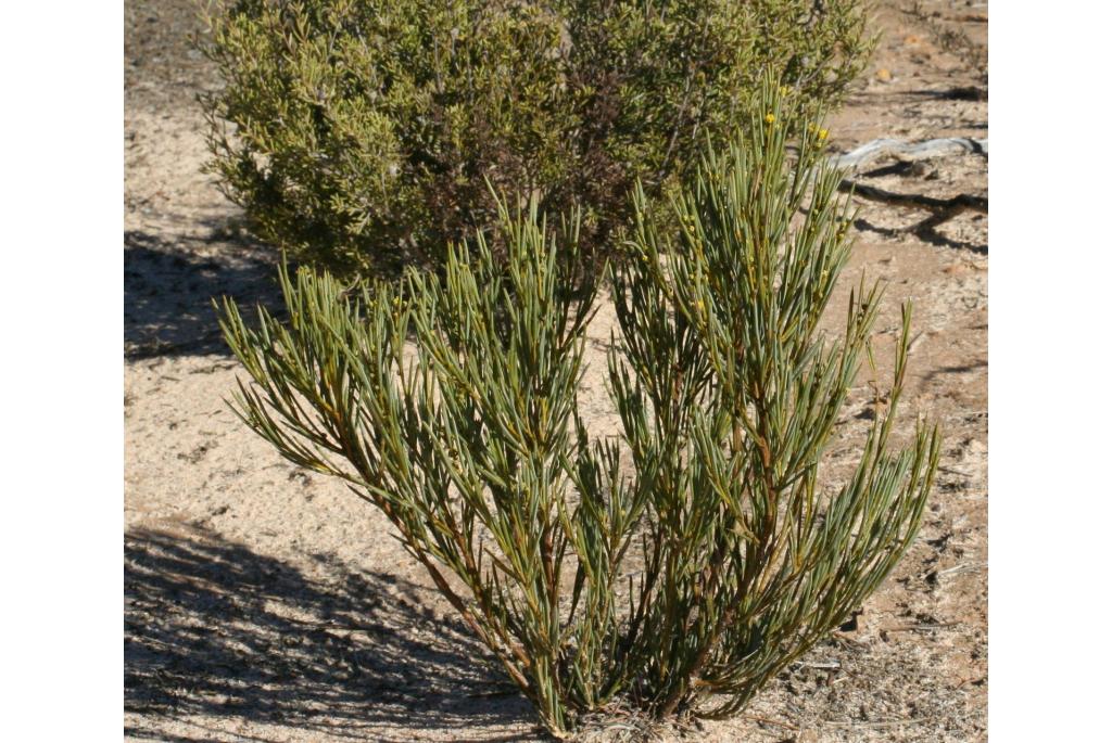 Stekelvarken acacia