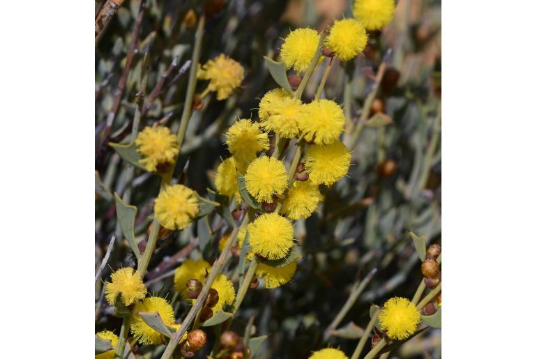 Acacia inaequiloba -15775