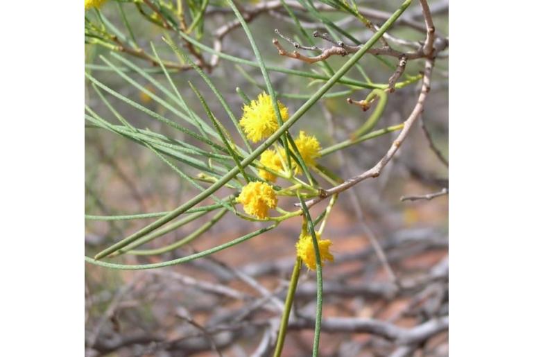 Acacia longispinea -15783