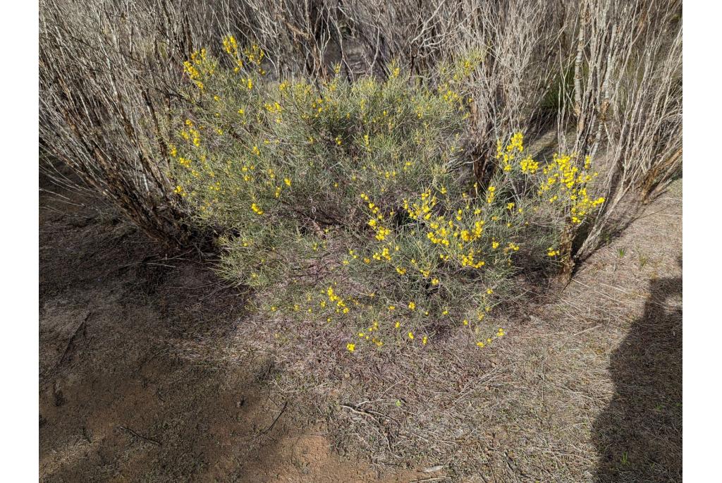 Bedrade bladeren acacia