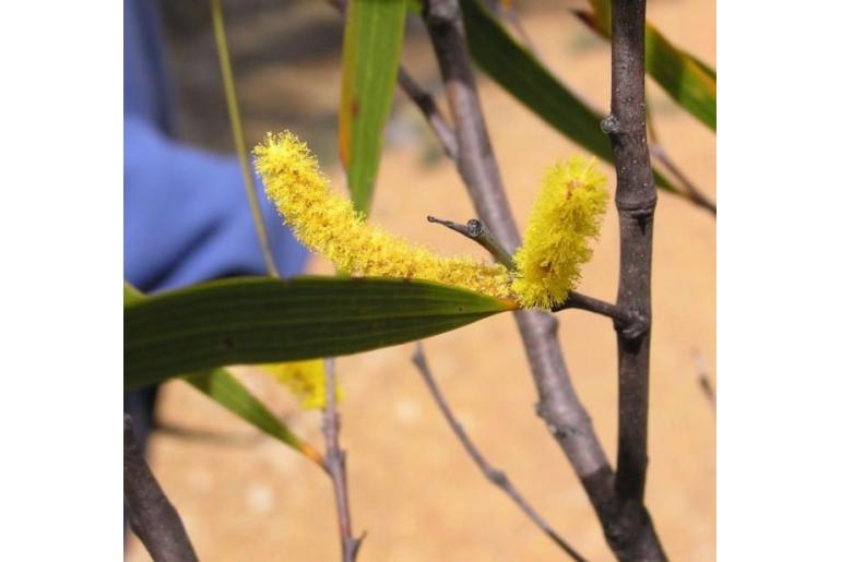 Acacia neurophylla ssp erugata -15789