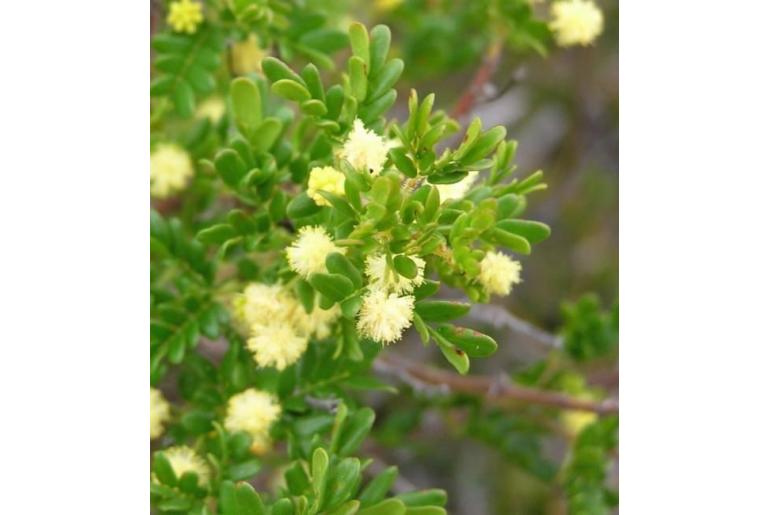 Acacia nigricans -15790