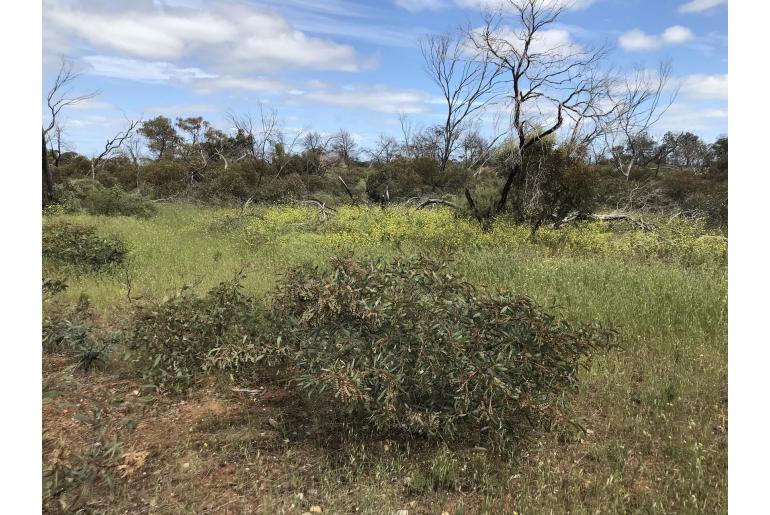 Acacia notabilis -15791