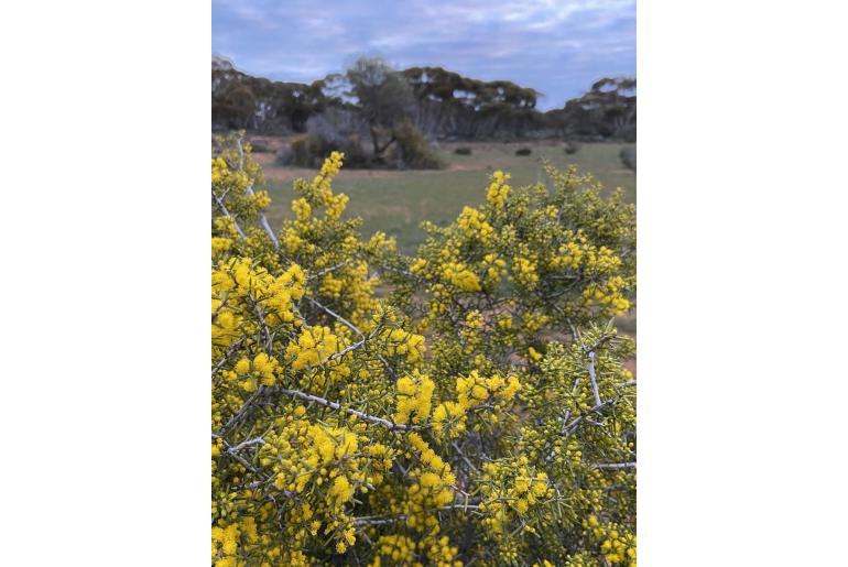 Acacia nyssophylla -15792