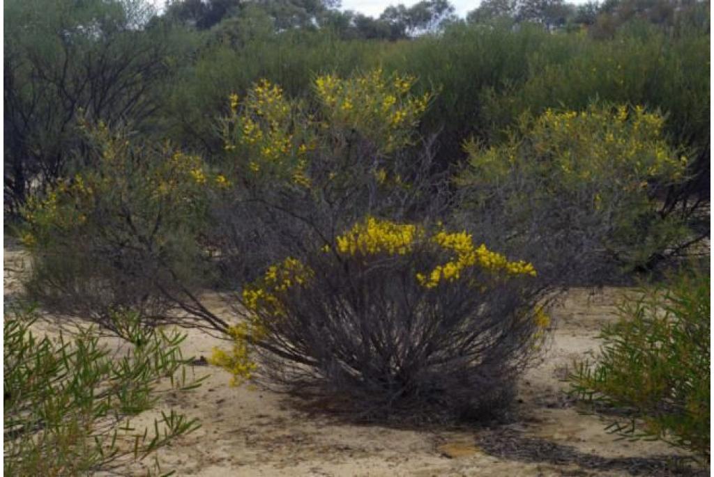 Yorkrakine acacia