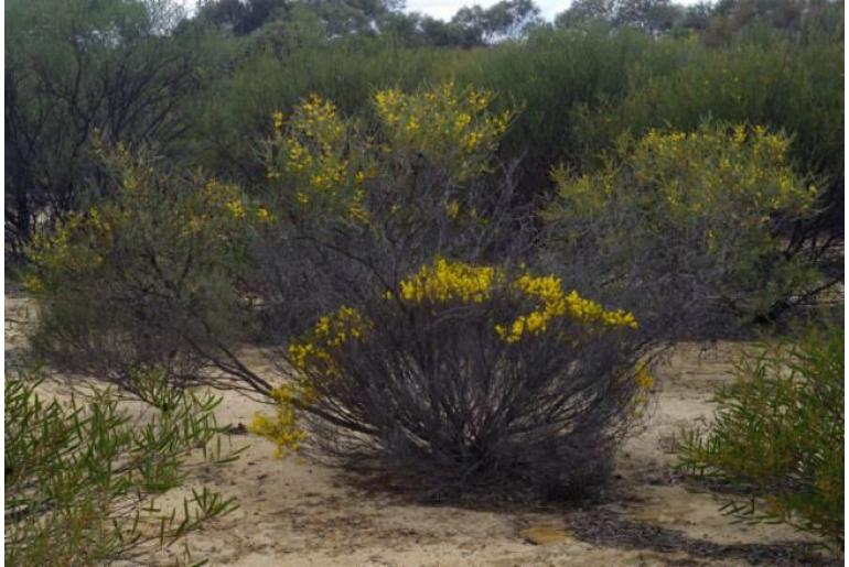 Acacia yorkrakinensis ssp acrita -15798