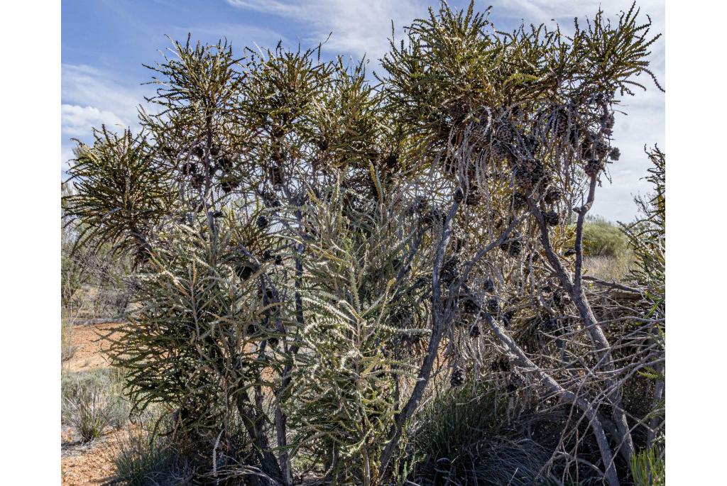 Zwaardvis banksia