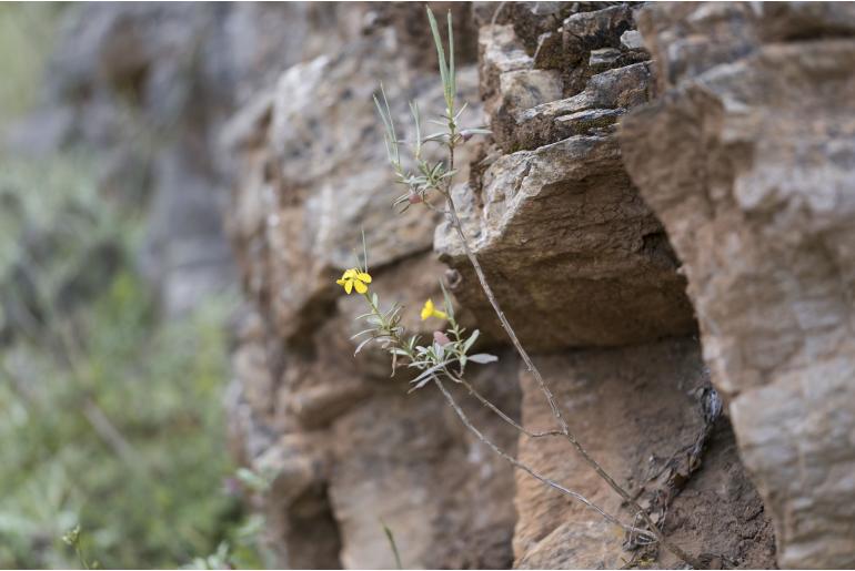 Erysimum rhodium -15829