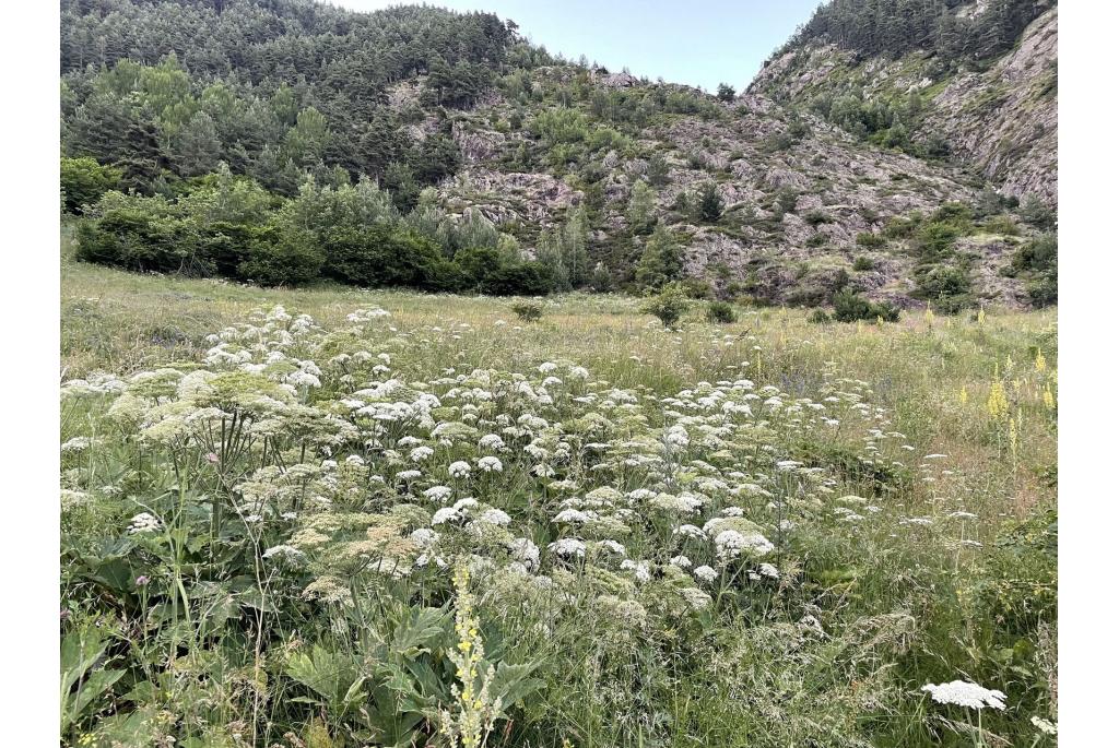 Pyreneese Heracleum