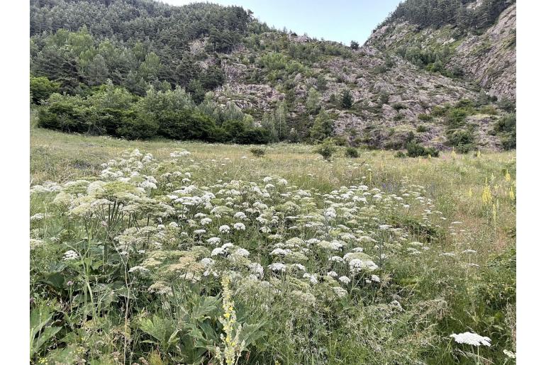 Heracleum sphondylium ssp pyrenaicum -15834