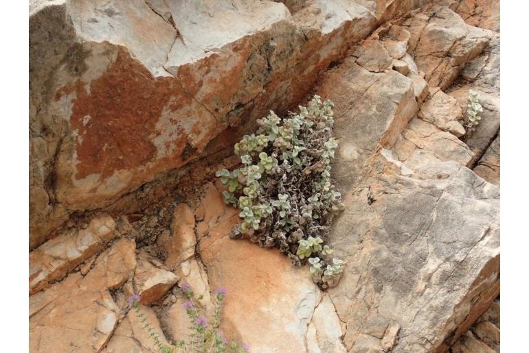 Stachys candida -15854