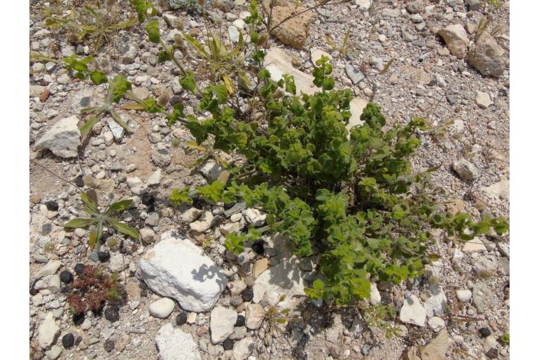 Teucrium halacsyanum -15856