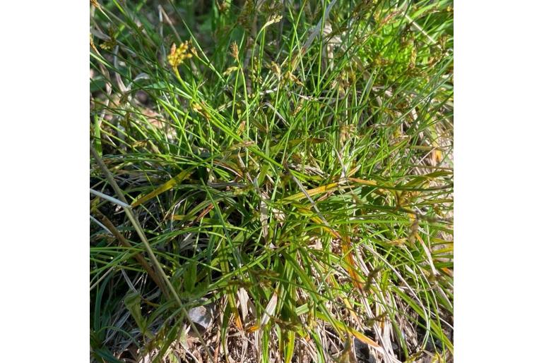 Carex ornithopoda -15858