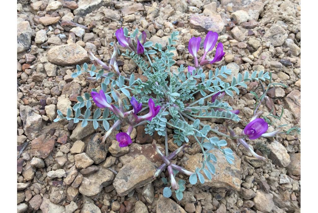 Cicade astragalus